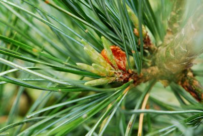 Pinus koraiensis 'Glauca' - borovice korejská - pupeny detail